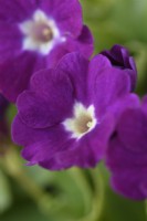 Primula x pubescens  'Boothman's Variety'  Auricula  April