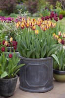 Grey pots with Tulipa 'Helmar' and T. 'National Velvet' - April
