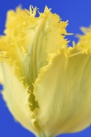 Tulipa  'Yellow Valery'  Tulip  Fringed Group  April