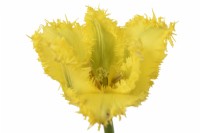 Tulipa  'Yellow Valery'  Tulip  Fringed Group  April
