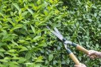 Using garden shears to trim a hedge