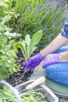 Woman pulling a Dandelion out of the ground