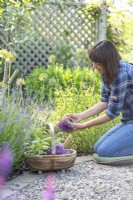 Woman removing Thyme plant from plastic pot ready for planting
