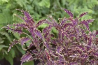 Solenostemon scutelleroides 'Bone Fish' Under The Sea Series - July