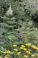 Mixed summer border with Allium sphaerocephalon, Buphthalmum salicifolium and Sorbaria sorbifolia 'Sem' behind - July