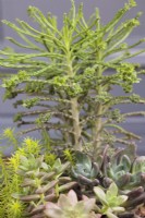 Kalanchoe tubiflora with Sedum rupestre 'Angelina' and x Graptoveria 'Koala' - July