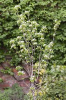 Young Pyrus communis 'Doyenne du Comice' tree with blossom - April