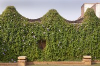 Wall with Ipomoea cairica - Cairo Morning Glory