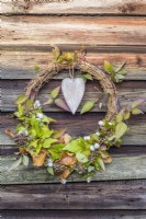 Rustic Christmas wreath made with foraged hedera; Snowberry; Fagus and clematis foliage and heart decoration hanging on shed