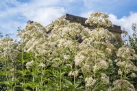 Eupatorium maculatum 'Snowball' attracting the bees