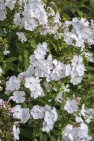 Phlox 'Lichtspel'