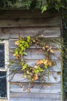 Rustic wreath displayed on shed made from lichen covered branches with foraged Hedera; Fagus and Clematis foliage 