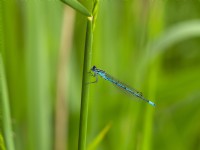 Common Blue Damselfly Enallagma cyathigerum on reed