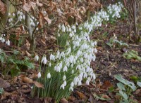Galanthus nivalis under a beech hedge