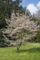 Amelanchier lamarckii in blossom