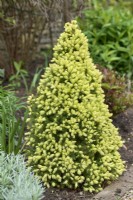 Picea glauca var. albertiana 'Daisy's White'