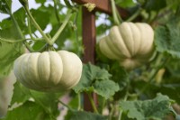 Cucurbita moschata 'Autumn Crown'