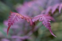 New growth on Woodwardia unigemmata