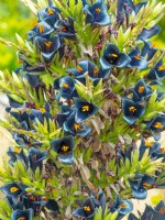 Puya alpestris Norfolk late June