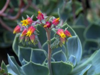 Echeveria secunda  - Glaucous echeveria in flower