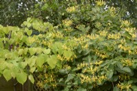 Lonicera tragophylla with Cercis canadensis 'Hearts of Gold'