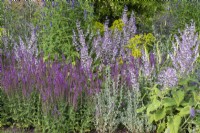 Iconic Horticultural Hero Garden. A Climate Resilient Perennial Meadow. Hampton Court Flower Festival 2021. Planting combination of Agastache 'Blackadder', Salvia 'Amethyst', Digitalis lutea, Bupleurum falcatum, Salvia turkestanica and ornamental grasses.