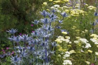 In the RHS Iconic Horticultural Hero Garden by Tom Stuart-Smith, the planting includes Eryngium zabelli 'Big Blue' and Achillea 'Credo'
