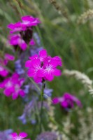 Dianthus carthusianorum, a lanky perennial flowering from July