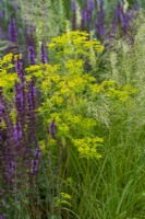 Bupleurum falcatum, a perennial with lime green bracts from June, in combinatioon with grasses and Salvia 'Amethyst'.