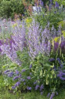 Iconic Horticultural Hero Garden. A Climate Resilient Perennial Meadow. Hampton Court Flower Festival 2021. Planting combination of  Digitalis lutea, Nepeta 'Summer Magic' and Salvia turkestanica.