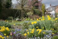 Spring borders with Chionodoxa, Narcissus, Primula and Muscari - Parm Place, NGS garden, Great Budworth, Cheshire