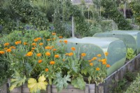 Raised wooden vegetable beds with Calendula officinalis with courgette and pop-up crop covers 