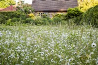 Leucanthemum Vulgare - Ox eye daisies - in wild flower meadow in front of building