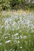 Leucanthemum Vulgare - Ox eye daisies - in wild flower meadow