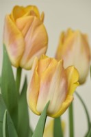 Tulipa 'Golden Dynasty'