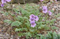 Erodium 'Frans Delight'