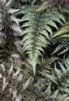 Athyrium niponicum var. pictum - Painted lady fern
