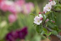 Malus domestica 'Blue moon' - Columnar apple tree blossom