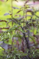 Solanum atropurpureum - Purple devil