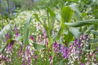 Zea mays and Linaria 'Northern lights'  - Sweetcorn Swift F1 and Toadflax