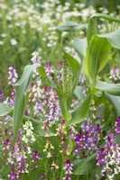 Zea mays and Linaria 'Northern lights'  - Sweetcorn Swift F1 and Toadflax 