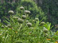 Cynara cardunculus 'Green Globe' - Artichoke in rain shower