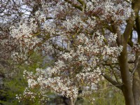 Amelanchier canadensis in blossom  Mid April Norfolk