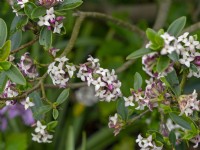Daphne tangutica flowering  in May