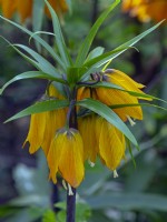 Fritillaria imperialis 'Early Magic' in spring