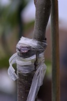 Expanding stem of a grafted Malus - partial cutting of tape and supporting the stem with a cane to allow expansion