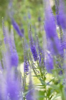 Veronica longifolia 'Marietta' - Speedwell