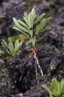 Softwood cutting of Daphne taken early May and potted into a very gritty compost in mid June