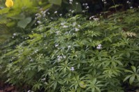 Galium odoratum - Woodruff growing in shade