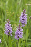 Dactylorhiza fuchsii Common Spotted Orchid